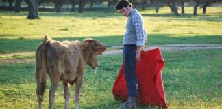 El Fini a campo abierto con una vaca de Píriz. (FOTO: F.J.Campos)